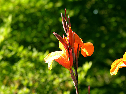 Planten un Blomen - Wiese am Parksee